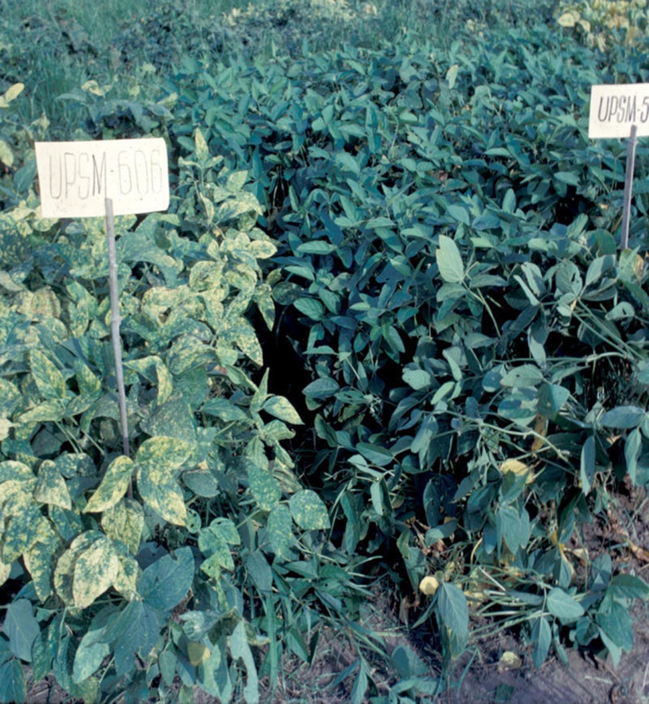 Soybean breeding plot at Pantnagar showing a yellow-mosaic-afflicted line on the left and a resistant line on the right.